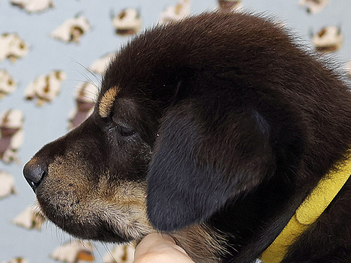 chinook puppy